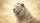 Noble White Lion Golden Eyes Golden Mist Radiant Sky - Wildlife Lover Gift Car Sunshade - 7