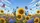 Lush Sunflowers Wildflowers Butterflies Bees Clouds - Road Trip Gift Car Sunshade - 7