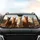 Five Curious Alpacas Sun-Drenched Plains Landscape - Travel Essentials Car Interior Upgrade Car Sunshade - 4