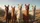 Five Curious Alpacas Sun-Drenched Plains Landscape - Travel Essentials Car Interior Upgrade Car Sunshade - 7