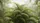 Dense Tropical Palm Fronds Variegated Leaves Dappled Sunlight - Car Interior Upgrade Car Sunshade - 7