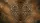 Leopard Print Golden Shimmer Dappled Jungle Foliage - Luxury Safari Lifestyle Gift Car Sunshade - 7