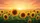 Sunflowers Meadow Warm Sunset Horizon - Nature Lover Car Interior Decor Gift Car Sunshade - 7