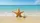 Five-Armed Starfish Sand Tropical Beach Ocean Waves Seafoam Horizon - Coastal Gift Car Sunshade - 7