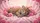 Sleeping Baby Jaguar Cub Pink Roses Drapes - Wildlife Lover Vehicle Decor Gift Car Sunshade - 7