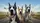 Great Danes High Speed Open Road - Dog Lover Road Trip Companion Gift Car Sunshade - 7