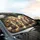 Six Curious Chihuahuas Sun-Kissed Floral Garden - Dog Lover Gift Car Sunshade - 6