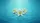 White Lilies Translucent Petals Water Droplets Turquoise Water - Car Decor Gift Car Sunshade - 7