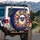 Fluffy White Sheep Rosy Cheeks Yellow Sheep Floral Vines Royal Blue - Animal Lover Gift Spare Tire Cover - 3