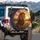 Majestic Lion Wildflower Sunset - Wildlife Lover Gift Spare Tire Cover - 3