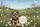 Yorkshire Terrier Wildflower Meadow Floral Wreath - Dog Lover Everyday Carry Gift Quilted Tote Bag - 7