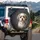 Fluffy Shih Tzu Havanese Mix Dog with Cream Grey Fur - Car Decor Gift for Dog Lovers Spare Tire Cover - 3