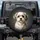 Fluffy Shih Tzu Havanese Mix Dog with Cream Grey Fur - Car Decor Gift for Dog Lovers Spare Tire Cover - 1