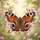 Peacock Butterfly Blue Eyespots Orange Brown Wings Pink Blossom Garden - Nature Gift Spare Tire Cover - 6