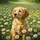 Golden Retriever Puppy Daisies Meadow - Dog Lover Gift Spare Tire Cover - 6