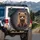 Cuddly Sitting Brown Bear Cub with Glossy Eyes Rosy Cheeks - Wildlife Lover Vehicle Decor Spare Tire Cover - 3