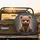 Cuddly Sitting Brown Bear Cub with Glossy Eyes Rosy Cheeks - Wildlife Lover Vehicle Decor Spare Tire Cover - 2