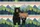Black Bear Mountain Sunset Personalized - Wildlife Lover Everyday Carry Gift Quilted Tote Bag - 7