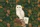 Autumn Leaves Moss Forest Barn Owl Antique Books Journal - Everyday Carry Gift Quilted Tote Bag - 7