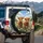 Highland Calves Wildflower Meadow - Farmhouse Decor Gift for Cow Lover Spare Tire Cover - 3