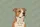 Pitbull Dog Magnolia Floral Wreath - Everyday Carry Gift for Dog Lover Quilted Tote Bag - 7