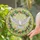 White Dove Flight Wreath Blossom - Wildlife Home Decor Gift for Bird Lover Stained Glass Suncatcher - 2