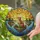 Curious Quoll Marsupial Lake Island Evergreen Tiffany Glass - Wildlife Lover Gift Stained Glass Suncatcher - 2