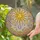Golden Sunburst Iridescent Crystal Teardrop Crescent Moons Stars - Home Decor Gift Stained Glass Suncatcher - 2