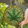 Nine-Lobed Cannabis Leaf Stained Glass Circular Frame Swirling Mosaic - Home Decor Gift Stained Glass Suncatcher - 2