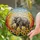 White Tusk Elephant Sunflower Sunset Sky - Home Decor Gift for Wildlife Lovers Stained Glass Suncatcher - 2