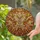 Majestic Moth Prominent Antennae Segmented Body Spread Wings - Home Decor Gift for Wildlife Lover Stained Glass Suncatcher - 2