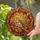 European Robin Bird on Gnarled Branch, Autumn Leaves & Mushrooms - Home Decor Gift Stained Glass Suncatcher - 2