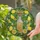 Golden Lemon Liquid Bottle, Whole Lemons, White Blossoms, Green Leaves - Home Decor Gift Stained Glass Suncatcher - 2