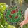Venus Flytrap Red Trap Circular Mosaic Jewel Tone - Home Decor Gift for Plant Lover Stained Glass Suncatcher - 2
