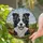 Black White Border Collie Dog Cloudy Sky Hills Home Decor Gift for Dog Lover Stained Glass Suncatcher - 2