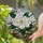 Opulent Magnolia Flower Buds Leaves Branches Home Decor Accent - Flower Lover Gift Stained Glass Suncatcher - 2