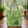 Personalized Lucky Clover Daisy Garland - Everyday Carry Gift Quilted Tote Bag - 3