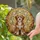 Fluffy Brown Tan White Dog Tiffany Stained Glass Home Decor Gift for Dog Lover Stained Glass Suncatcher - 2