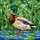 Mallard Duck Pond Stained Glass Scene - Wildlife Lover Home Decor Gift for Bird Watchers Stained Glass Suncatcher - 5