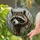 Raccoon Head Black Mask Whiskers Tall Grass Reeds - Wildlife Home Decor Window Gift Stained Glass Suncatcher - 2