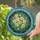 Pale Peach Yellow Roses Emerald Green Botanical Teal Blue Green Square Garden - Home Decor Gift Stained Glass Suncatcher - 2