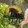 Friesian Horse Wildflower Sunset - Home Decor Gift for Horse Lover Stained Glass Suncatcher - 2