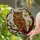 Majestic Wise Owl Tiffany Glass Geometric Mosaic Home Decor Gift for Owl Lover Stained Glass Suncatcher - 2
