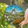 Traditional White Dutch Windmill Tulips Village Rural Landscape Blue Sky - Home Decor Gift Stained Glass Suncatcher - 2