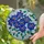 Jewel Tone Clematis Flowers Stained Glass Mosaic - Home Decor Gift for Plant Lover Stained Glass Suncatcher - 2