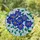 Jewel Tone Clematis Flowers Stained Glass Mosaic - Home Decor Gift for Plant Lover Stained Glass Suncatcher - 1