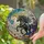 Majestic Black White Galloping Horses Golden Mane - Equestrian Home Decor Gift for Horse Lover Stained Glass Suncatcher - 2
