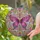 Ornate Butterfly Golden Filigree Pink Roses Floral Mosaic - Home Decor Gift Stained Glass Suncatcher - 2