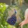 Majestic Peacock Fanned Tail Leaves Mosaic - Home Decor Bird Lover Gift Stained Glass Suncatcher - 2