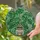 Stained Glass Monstera Adansonii Plant Organic Botanical Mosaic Home Decor Gift Stained Glass Suncatcher - 2